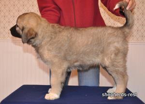 Image of Anatolian Shepherd Değerli