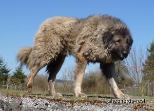 Image of Anatolian Shepherd Dürbün