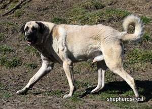 Image of Anatolian Shepherd Topcu Subayi