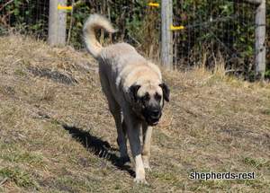 Image of Anatolian Shepherd Topcu Subayi