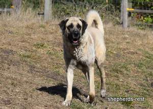 Image of Anatolian Shepherd Topcu Subayi