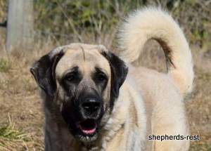 Image of Anatolian Shepherd Topcu Subayi