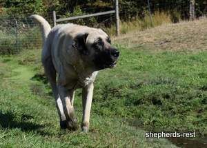 Image of Anatolian Shepherd Topcu Subayi