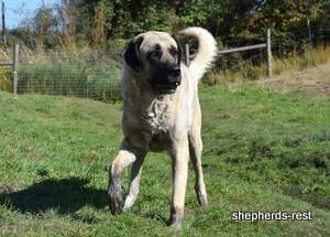 Image of Anatolian Shepherd Topcu Subayi