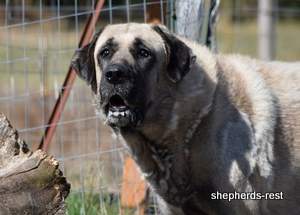 Image of Anatolian Shepherd Topcu Subayi