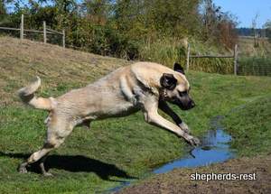 Image of Anatolian Shepherd Topcu Subayi