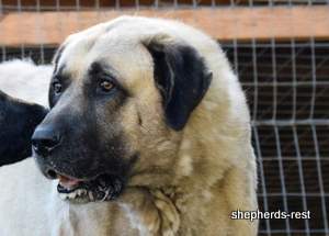 Image of Anatolian Shepherd Topcu Subayi