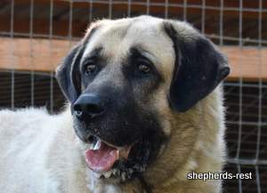 Image of Anatolian Shepherd Topcu Subayi