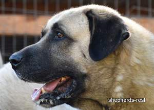 Image of Anatolian Shepherd Topcu Subayi