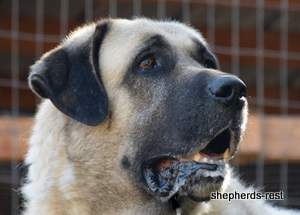 Image of Anatolian Shepherd Topcu Subayi