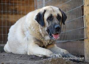 Image of Anatolian Shepherd Topcu Subayi
