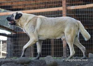Image of Anatolian Shepherd Topcu Subayi