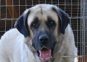 Image of Anatolian Shepherd Topcu Subayi