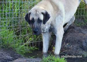 Image of Anatolian Shepherd Topcu Subayi