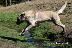 Image of Anatolian Shepherd Topcu Subayi