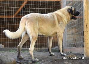 Image of Anatolian Shepherd Topcu Subayi