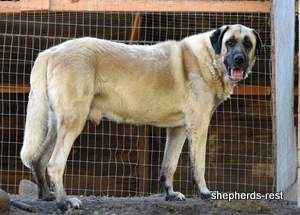 Image of Anatolian Shepherd Topcu Subayi