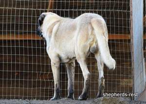 Image of Anatolian Shepherd Topcu Subayi