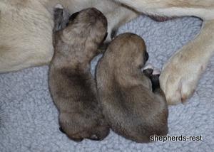 Image of Anatolian Shepherd Topcu Subayi