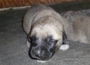 Image of Anatolian Shepherd Topcu Subayi