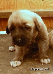 Image of Anatolian Shepherd Topcu Subayi