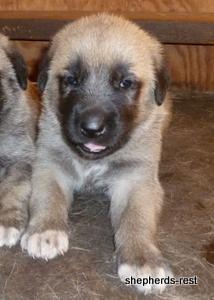 Image of Anatolian Shepherd Topcu Subayi