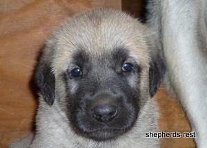 Image of Anatolian Shepherd Topcu Subayi