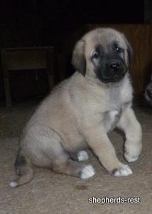 Image of Anatolian Shepherd Topcu Subayi