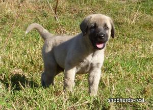 Image of Anatolian Shepherd Topcu Subayi
