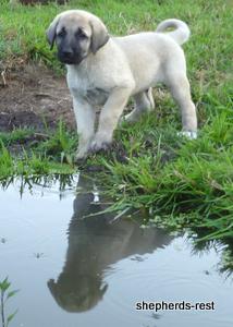 Image of Anatolian Shepherd Topcu Subayi