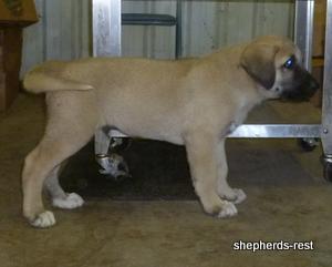 Image of Anatolian Shepherd Topcu Subayi