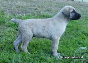 Image of Anatolian Shepherd Topcu Subayi