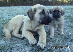 Image of Anatolian Shepherd Topcu Subayi