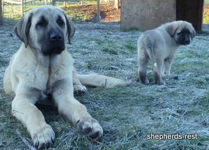 Image of Anatolian Shepherd Topcu Subayi