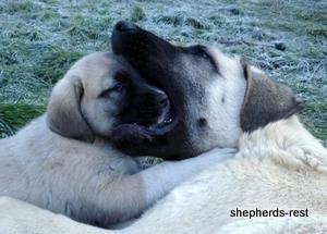 Image of Anatolian Shepherd Topcu Subayi
