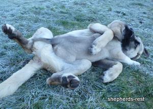 Image of Anatolian Shepherd Topcu Subayi