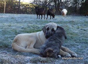 Image of Anatolian Shepherd Topcu Subayi