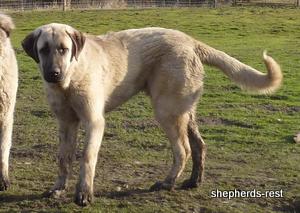 Image of Anatolian Shepherd Topcu Subayi