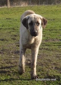 Image of Anatolian Shepherd Topcu Subayi