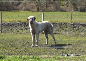 Image of Anatolian Shepherd Topcu Subayi