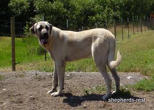 Image of Anatolian Shepherd Topcu Subayi