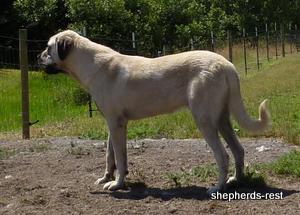 Image of Anatolian Shepherd Topcu Subayi