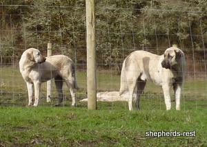Image of Anatolian Shepherd Topcu Subayi