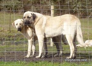Image of Anatolian Shepherd Topcu Subayi