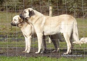 Image of Anatolian Shepherd Topcu Subayi