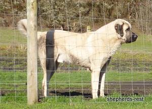 Image of Anatolian Shepherd Topcu Subayi