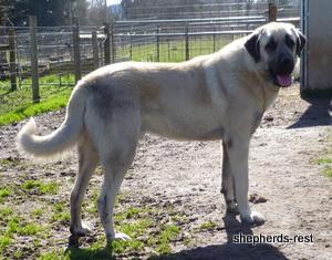 Image of Anatolian Shepherd Topcu Subayi