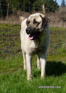 Image of Anatolian Shepherd Topcu Subayi