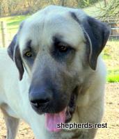 Image of Shepherds Rest Anatolians Topcu Subayi