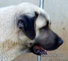 Image of Shepherds Rest Anatolians Topcu Subayi